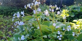 Brunnera macrophylla 'Starry Eyes' Suurelehine brunnera